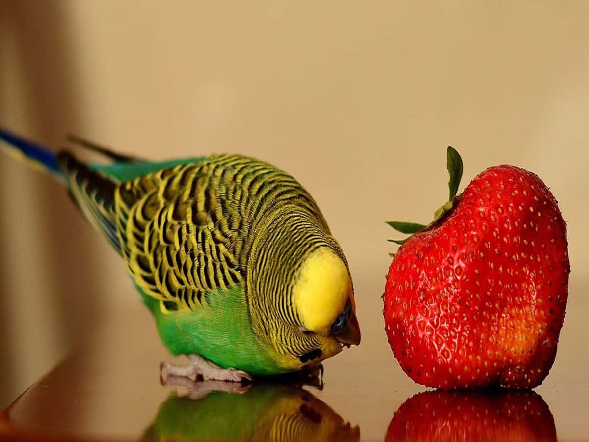 مرغ عشق چه میوه هایی میخورد