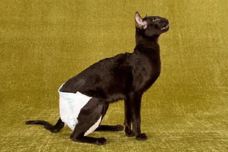 گربه سیاه با پوشک