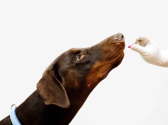 مصرف آنتی بیوتیک برای سگ ضرر نداره؟