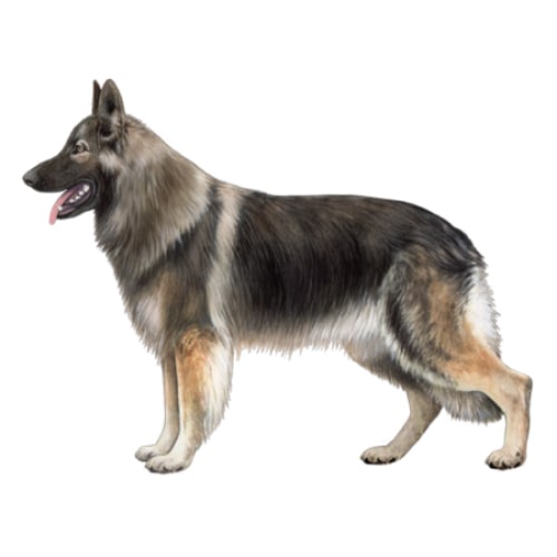 مشخصات ضاهری سگ شیانلو شپرد