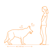 مقایسه اندازه سگ ژرمن شپرد با انسان