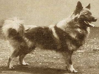 تاریخچه سگ شیانلو اصیل