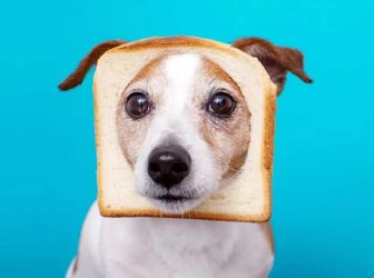 مصرف نان برای سگ مجازه؟