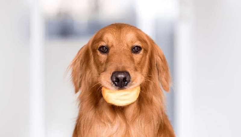نان خوردن سگ