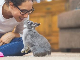 چگونه خرگوش را شاد کنیم؟ 9 راهکار ساده در خانه