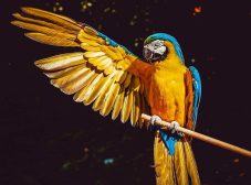باهوش ترین پرنده دنیا رو می‌شناسید؟