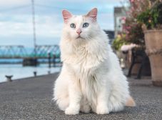 شناخت گربه وان ترکی؛ نژاد کمیاب و عاشق آب
