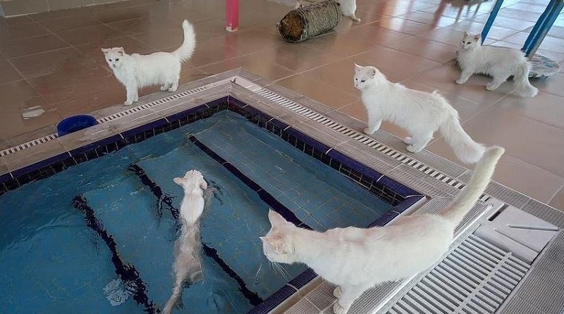 گربه نژاد ترکیش در حال شنا