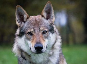 سگ گرگی ؛ نژاد خاص و خطرناک خانگی