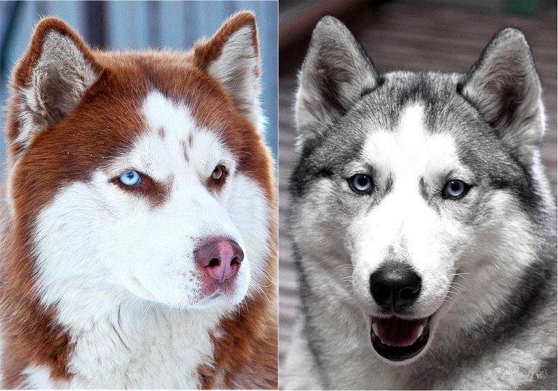 تفاوت گرگ و سگ گرگی