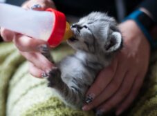 6 نکته مهم برای شیر دادن به بچه گربه