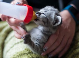 6 نکته مهم برای شیر دادن به بچه گربه