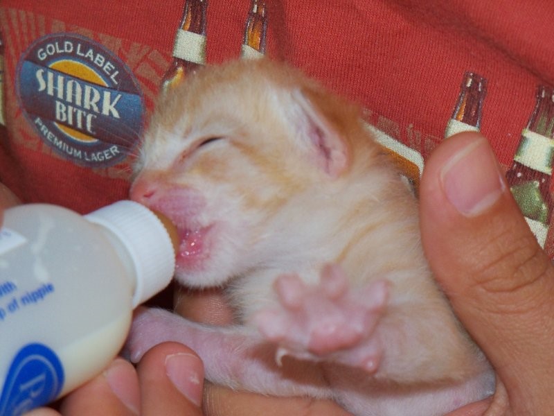 روش شیر دادن به بچه گربه