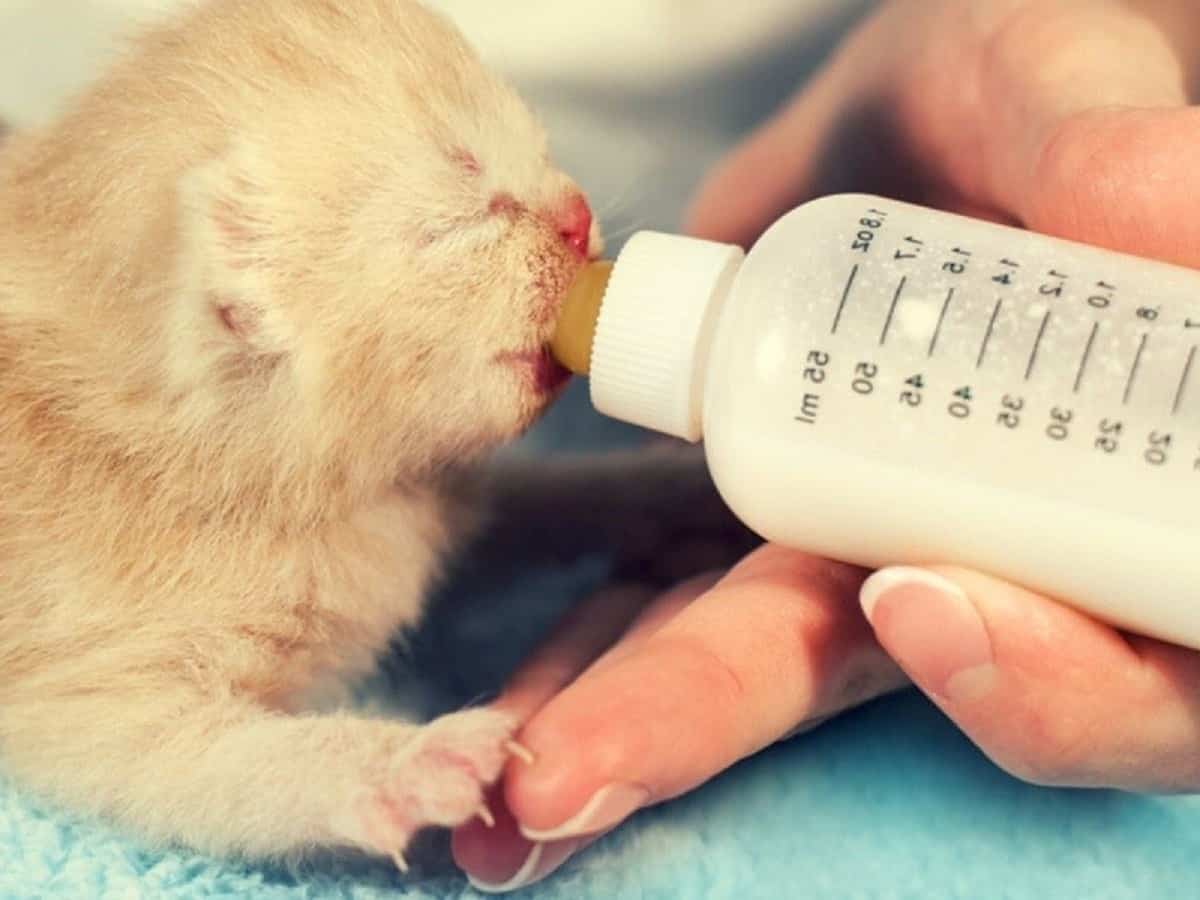 آموزش شیر دادن به بچه گربه