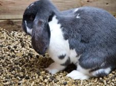 آشنایی با 3 تا از خطرناک‌ترین اسهال خرگوش + درمان فوری!