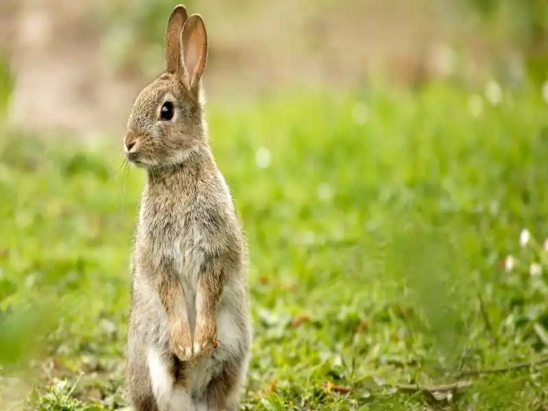 خرگوش وحشی در طبیعت