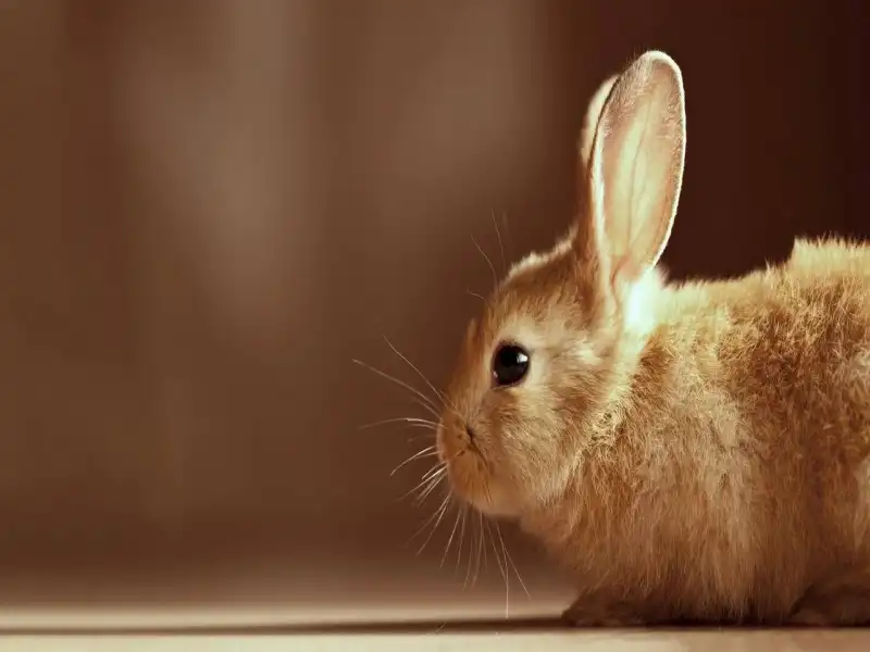درمان بی حالی خرگوش