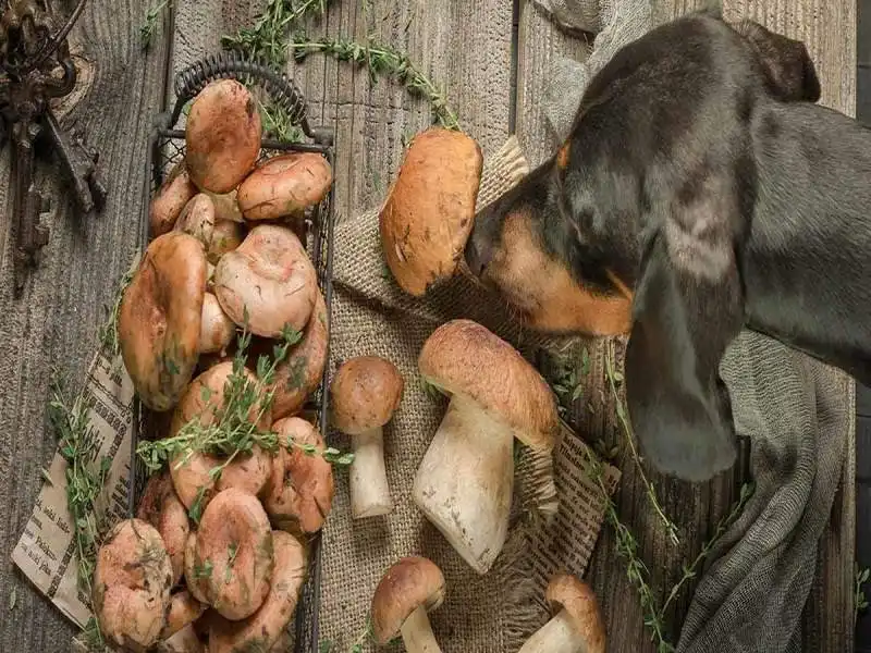 آیا سگ ها می توانند قارچ بخورند