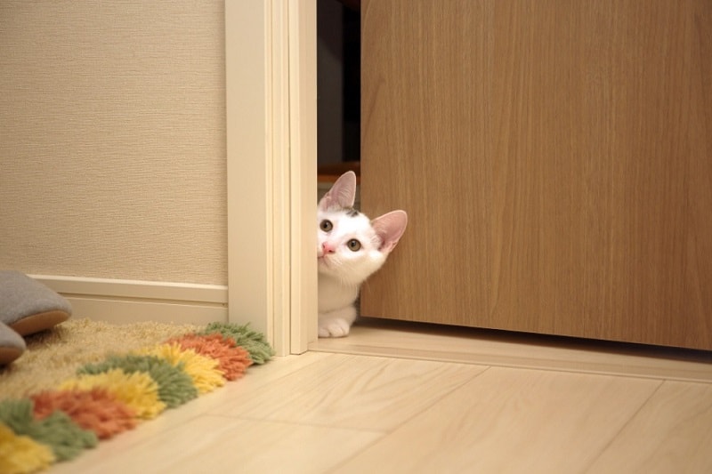 نگاه کردن گربه لای درب