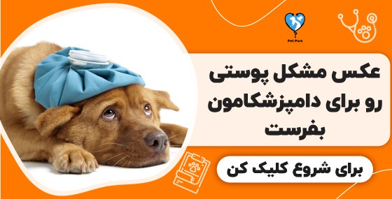 دامپزشک آنلاین برای بیماری پوستی سگ