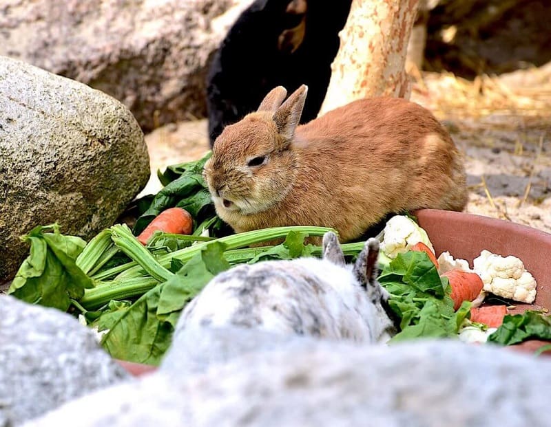 استفاده از میوه و سبزیجات برای خرگوش