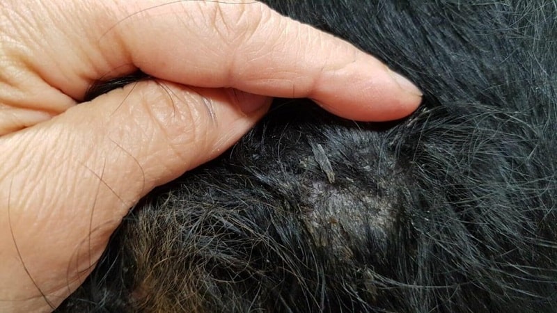 شوره و دانه‌های روغنی روی مو و پوست سگ