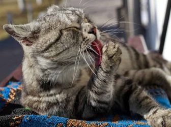 7 علت مهم لیسیدن گربه + راه درمان!