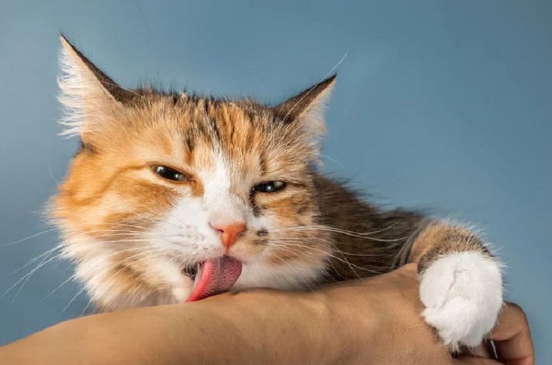 علت لیس زدن گربه به انسان