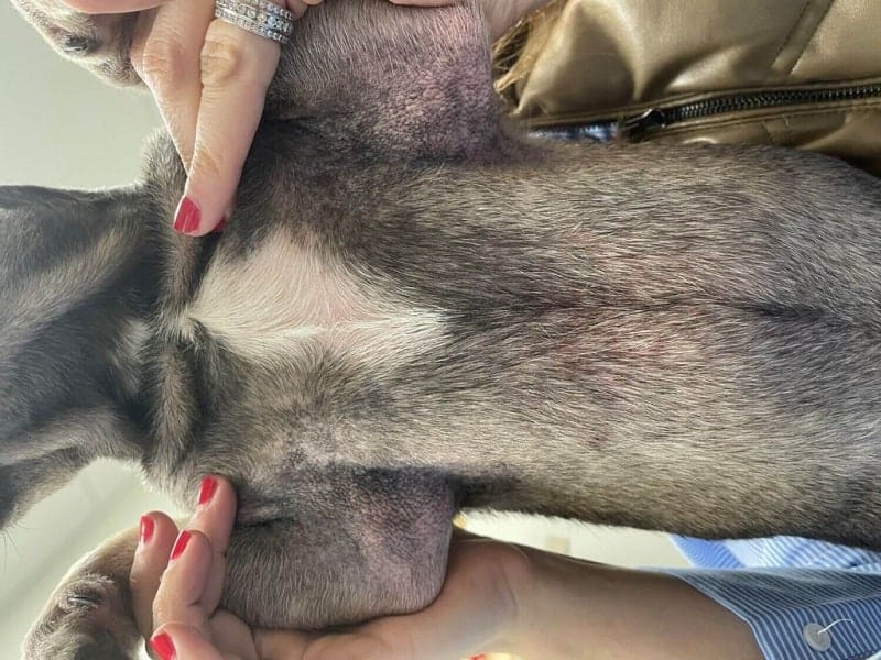 لکه های سیاه روی پوست سگ به علت هایپرپیگمانتاسیون