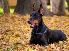 تربیت سگ دوبرمن برای کارهای مختلف (آموزش‌های مقدماتی و پیشرفته)