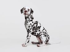 5 دلیل ایجاد لکه ‌های سیاه روی پوست سگ!
