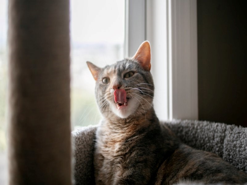 زبان زدن گربه