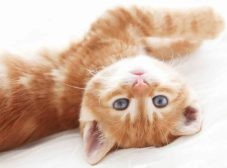 8 تا از زیباترین گربه های دنیا رو بشناسید!