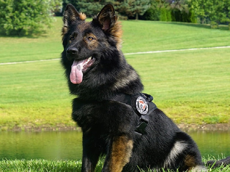 سگ گارد پلیس ژرمن شپرد