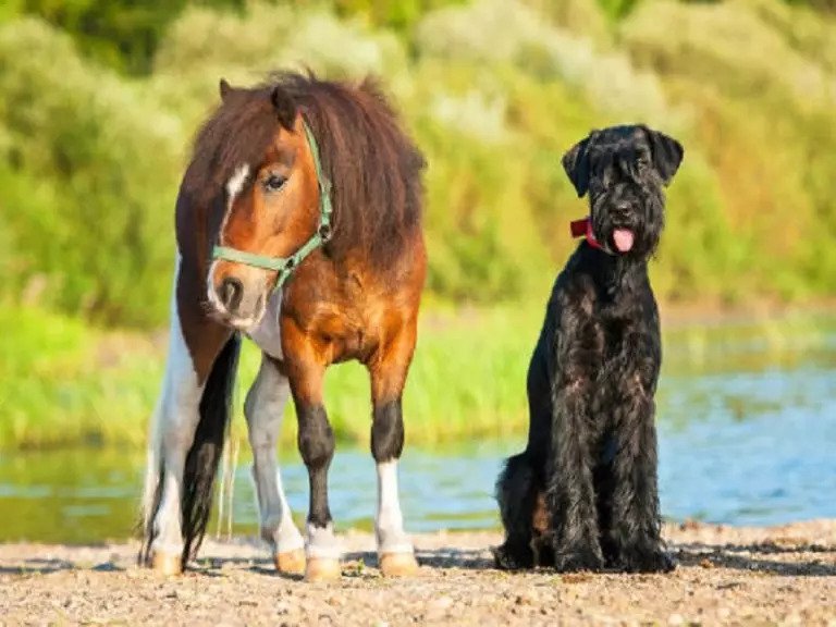 اسب کنار سگ محافظ