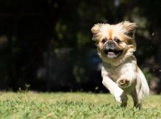 10 چیزی که باید در تربیت سگ پیکینیز بدونید!
