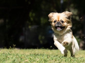 10 چیزی که باید در تربیت سگ پیکینیز بدونید!