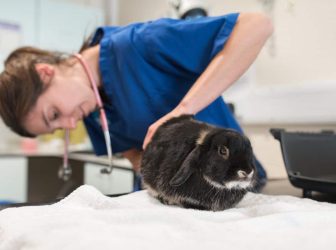 4 مزیت عقیم سازی خرگوش! + هزینه و مراقبت‌های بعد از عمل!