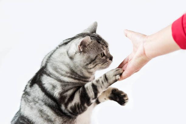 آموزش دست دادن به گربه