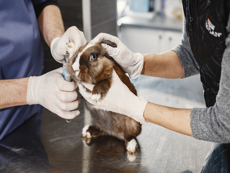 معاینه و درمان کک و کنه خرگوش