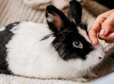 علائم کک و کنه خرگوش + 3 راه درمان خانگی