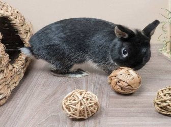 6 تا از محبوب‌ترین اسباب بازی های خرگوش!
