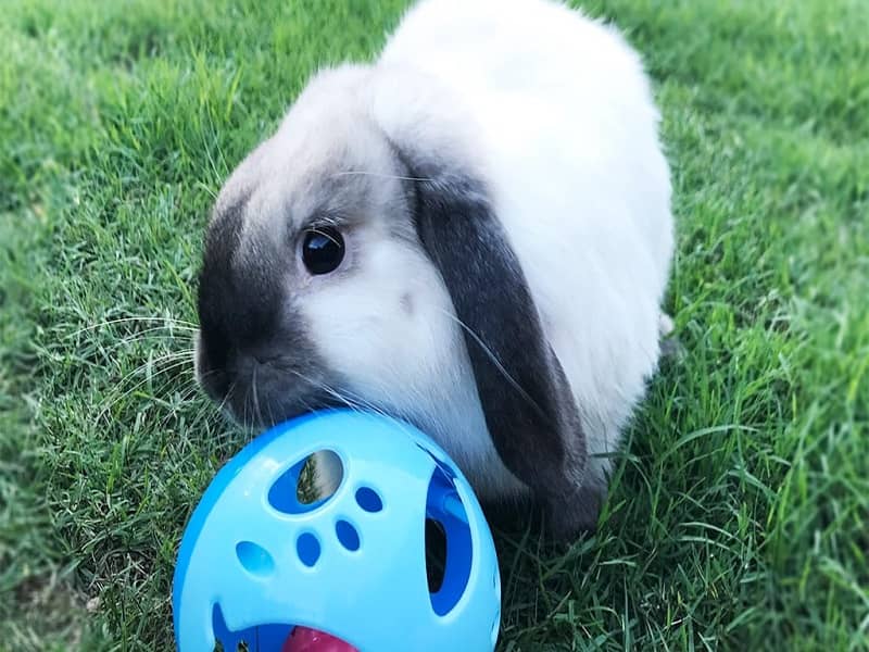 اسباب بازی توپی خرگوش