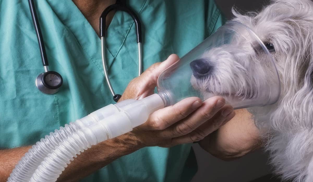درمان خانگی تنگی نفس سگ