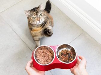 غذای گربه باردار چیست + نحوه غذا دادن به گربه حامله