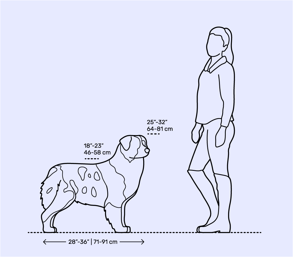مقیاسه اندازه سگ شپرد استرالیایی با انسان