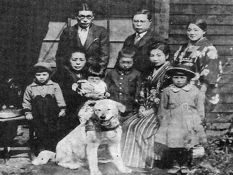 تاریخچه نژاد سگ آکیتا ژاپنی