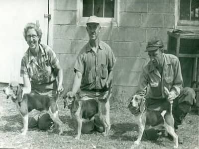 تاریخچه سگ بیگل