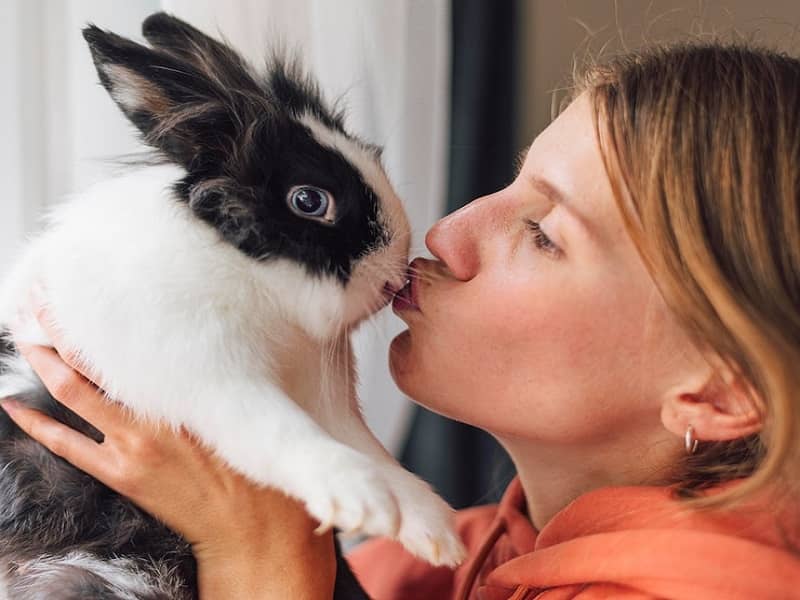 دوست داشتن خرگوش ها