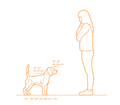 مقایسه اندازه سگ بیگل با انسان